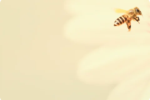 Carousel Bee